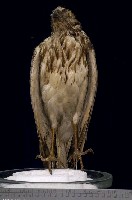 藏品(東方澤鵟)的圖片